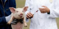Xenotransplanation: Why the first pig-to-human kidney transplant was a momentous event