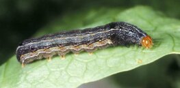 Reducing insecticide use with CRISPR: Gene editing could naturally rollback pesticide resistance evolution in disease-carrying insects