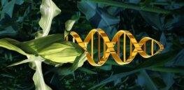 Viewpoint: German science communicator says EU cannot reach sustainability goals without plant based diets and crop biotechnology