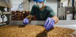 Breeding a tastier bug: Insect farming may not replace crops and livestock, but they have a bright future in the food chain