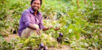 Viewpoint: ‘I live in India and I am launching a civil disobedience movement against the moratorium on GMO insect resistant eggplant.' Here’s why