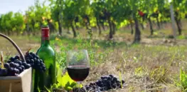 in vino veritas c est la vie en vignes atout france