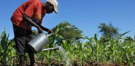Anti-GMO stances 'insult smallholder farmers' in Africa and Asia