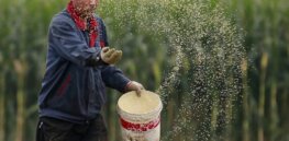 China has produced more research on gene-editing crops than any other country, and now Beijing is poised to reap the benefits