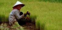 China enthusiastically embracing gene-edited crops