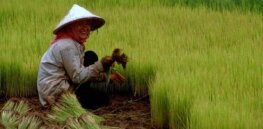 China enthusiastically embracing gene-edited crops