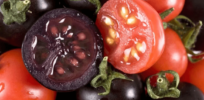 Purple tomatoes? Superfood genetically engineered tomato rich in antioxidants nearing United States rollout