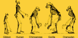 Re-thinking evolution: If we ‘evolved from apes’, why do they still exist?