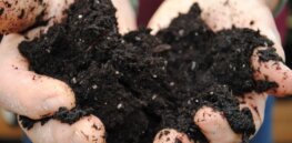 Can we genetically engineer soil bacteria to adapt to climate change?