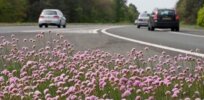 How traffic and other urban stresses adversely affect plants