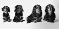 Dog Aging Project: Multi-year sequencing of tens of thousands of dogs to find clues to longevity