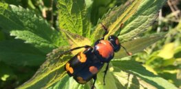 Viewpoint: EPA wants to ban Enlist herbicides in certain areas to protect beetles. Here’s why one farmer believes that’s misguided