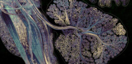 ‘Little brain’: What is the science behind superfluid thinking?