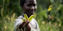 Viewpoint: GMO detractors think they can speak for Africa, but African farmers love biotech and dynamic farming solutions