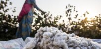 Bayer angling to introduce new high-yield, genetically modified cotton seed in India