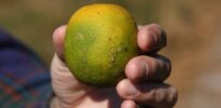 Citrus greening crisis: How genetically engineered tools and other strategies might prevent total devastation of Florida’s orange and grapefruit industry