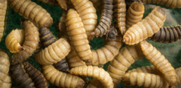 Insect protein is taking flight in the UK — fed on food waste from restaurants and supermarkets