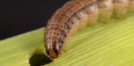 Viewpoint: ‘Herbicides reduce the cost of food production by half and triple yields’: Mass bans on synthetic chemicals would open the doors to 32 invasive species that threaten African crops