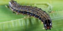 GM versions of fall armyworm can effectively control the insect pest, study confirms