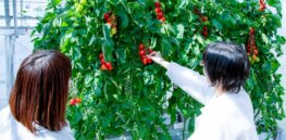Why is gene editing so controversial in food and farming?