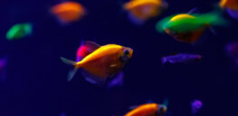 Transgenic GloFish escaped into the wild in Brazil