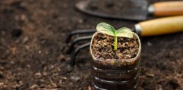 Viewpoint: ‘We can’t dream in the biobubble’ — Swiss organic guru endorses gene editing approval to close agroecology’s yield shortfall