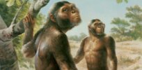 Deciphering the confusing puzzle of how modern humans developed from ape-like ancestors