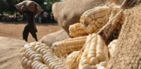 Kenya debates final approval of genetically engineered corn