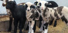 Livestock farming of the future: Climate friendly sheep and salmon that eat less and grow faster are in our future