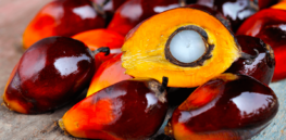 We may soon be able to genetically engineer a synthetic alternative to palm oil, helping to preserve biodiversity. Here are the challenges