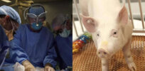 Breeding genetically modified cloned pigs for human transplants