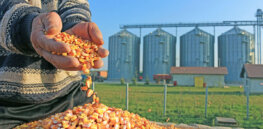 ‘Biggest limitation is legislative uncertainty’: Slow, steady adoption of agricultural gene editing expected in next few years