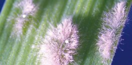 Gene edited wheat in development in China limits damaging fungus without pesticides