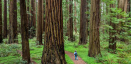 Global forest diversity: Earth supports 9,200 more tree species than originally thought — over 73,000 in total