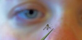 Gene drives in development could alter mosquito DNA to prevent the spread of disease. That raises ethical concerns