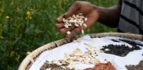 Gene editing can increase yields, improve nutrition, fight climate change — and bring native species back to African agriculture