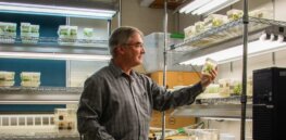Can we restore the near-extinct American chestnut tree? Decision nears on approval of genetically engineered species 