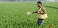 Weighing risks and benefits of pesticides on India’s farms