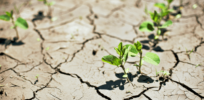 6 ways agricultural scientists are addressing climate change
