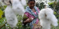 Indian farmers split over spread of illegal insect resistant Bt cotton and eggplant