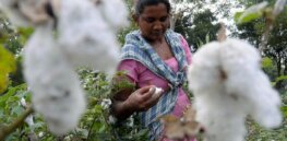 Indian farmers split over spread of illegal insect resistant Bt cotton and eggplant