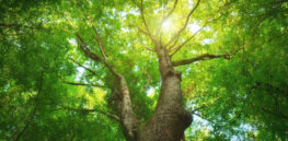 Living Carbon has engineered a poplar tree that soaks up carbon and fights climate change. What are the barriers to rolling this out?