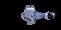 Video: ‘Ultimately, I want to build a heart for sick kids’: Watch these robotic fish ‘swim’ using lab-grown cardiac muscle