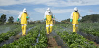 Viewpoint: Manufacturing misinformation — How the Environmental Working Group spreads false facts about pesticide dangers