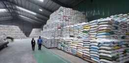 ‘Powerful tool of science to feed the future‘: Philippines poised for the ‘massive production’ of genetically modified, Vitamin A enhanced Golden Rice