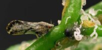 Gene editing poised to save Florida's citrus crop from greening disease spread by invasive insect