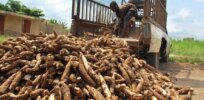 Following in Kenya’s footsteps: Behind Ghana’s quest to get GMO cassava approved–the country’s first genetically engineered crop