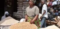 Nigerian companies ramp up production to meet high demand for GMO cowpea seeds