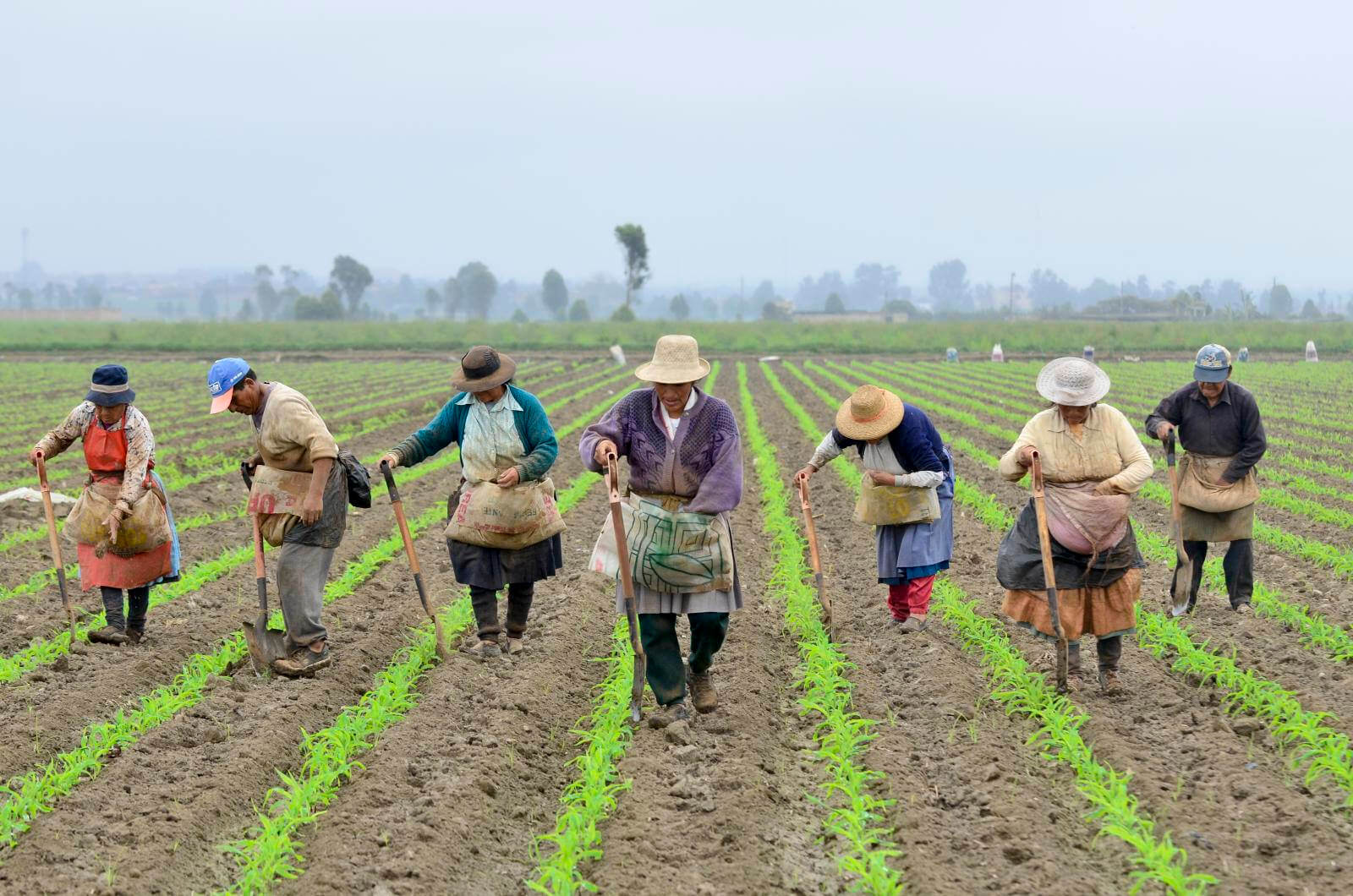 La adopción de la edición de genes en América Latina posiciona a las Américas para convertirse en el líder mundial en innovación agrícola