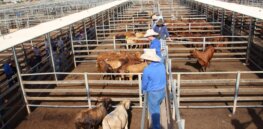 Viewpoint: Beef farmers, under fire from sustainability critics, make their case